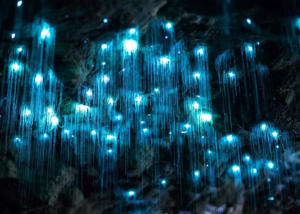 Waitomo Mağaraları