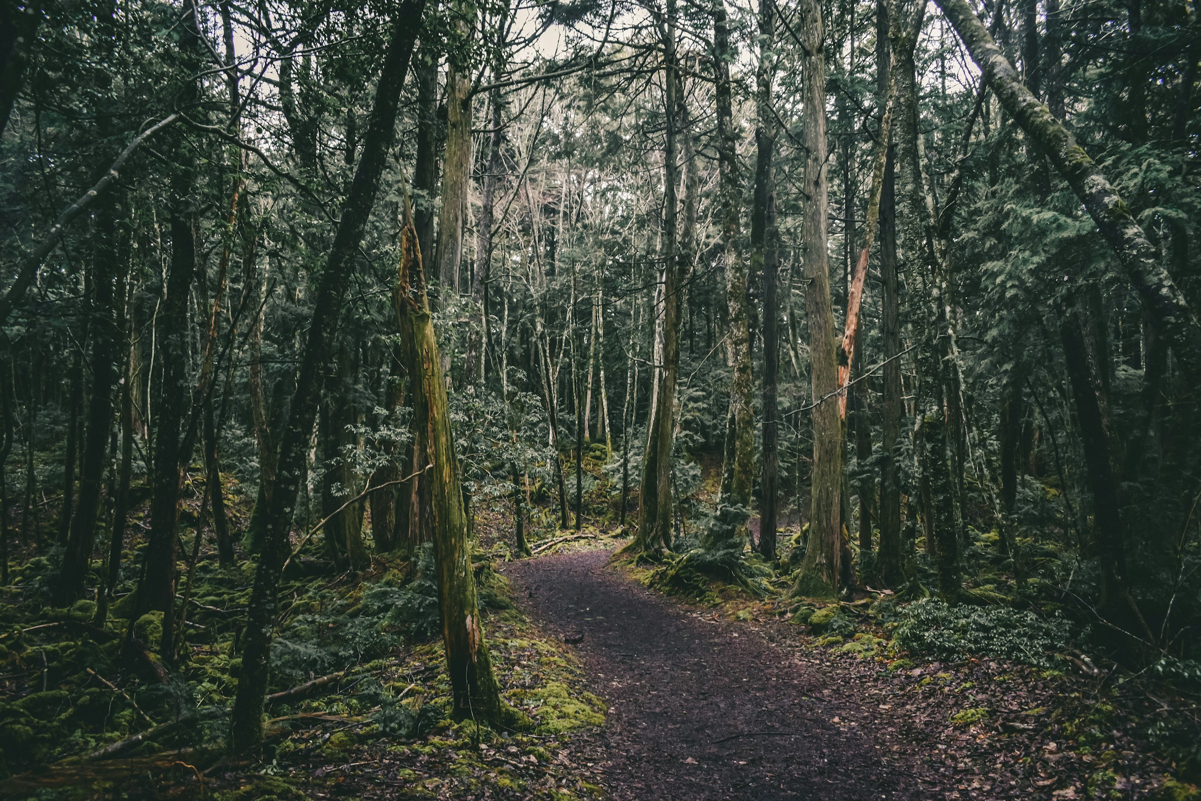 Aokigahara Ormanı