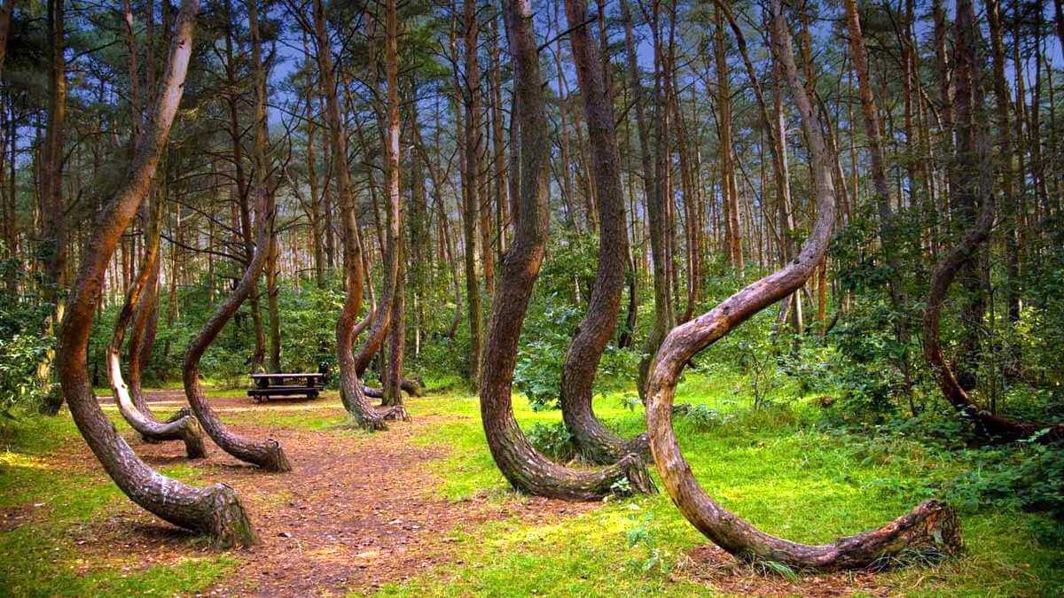 Crooked Ormanı