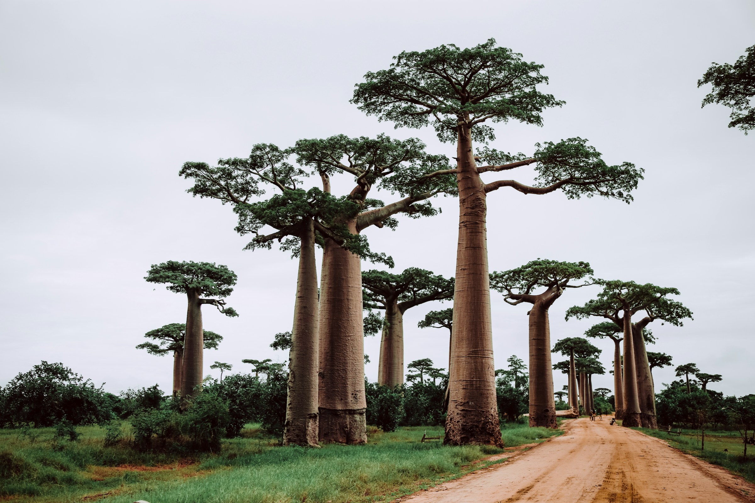 Madagaskar Baobab Yolu