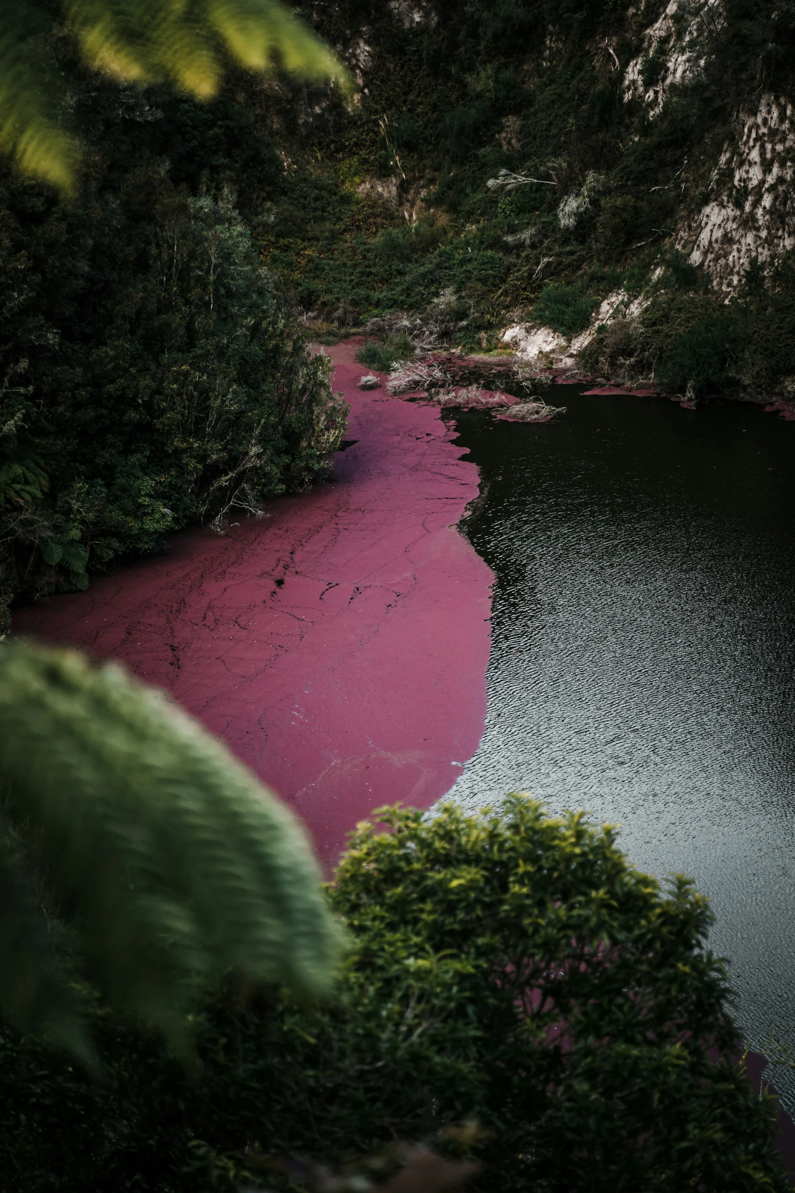 Caño Cristales